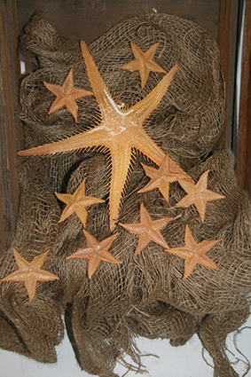 Seesterne Set, diverse Größen 10 Stück